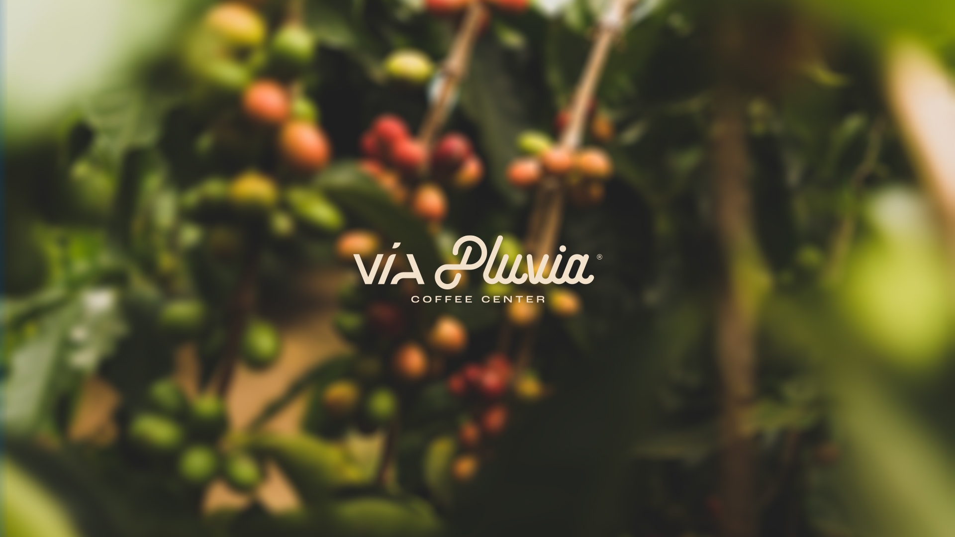 Via Pluvia Coffee Center Kurumsal Kimlik Tasarımı